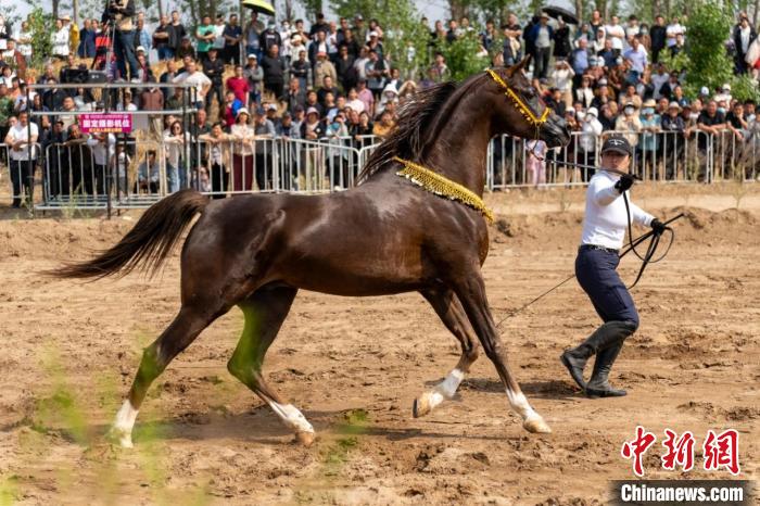 石家庄无极县举办“驭见无极”马术速度大赛